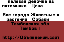 палевая девочка из питомника › Цена ­ 40 000 - Все города Животные и растения » Собаки   . Тамбовская обл.,Тамбов г.
